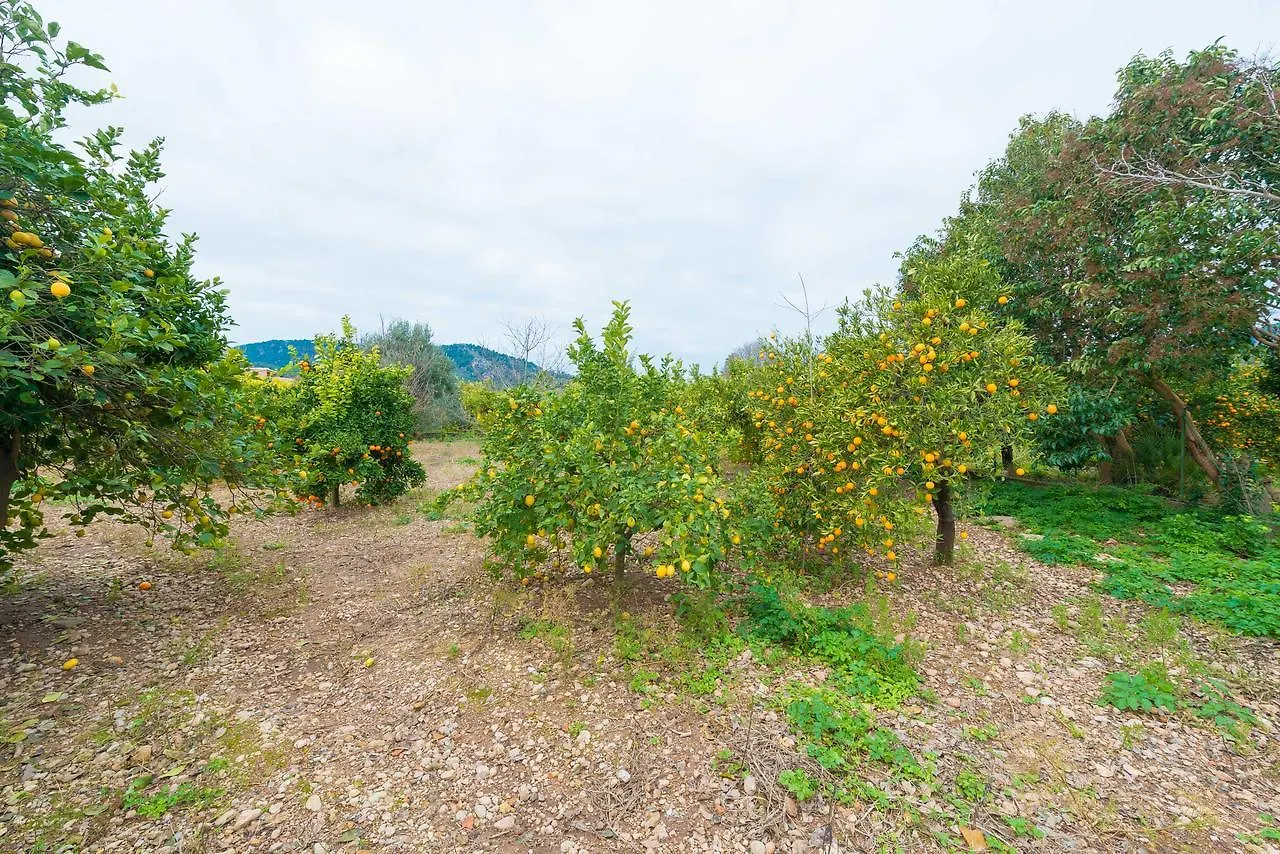 Can Raia Sóller